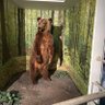 Profilbild von tarzan