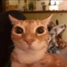 Фото профиля catshot