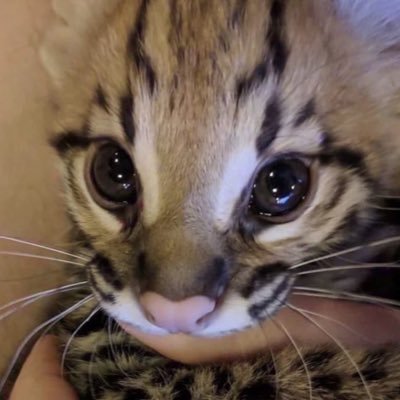 mazziminks's profile picture