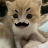 Kaprano's profile picture