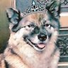🧸雑種犬のクマちゃん🧸's profile picture