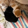くろもかねこ's profile picture