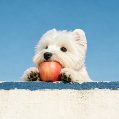 WestieBlancyi's profile picture