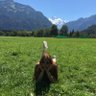 TheDruzeWarrior- Annie Ruan profil fotoğrafı