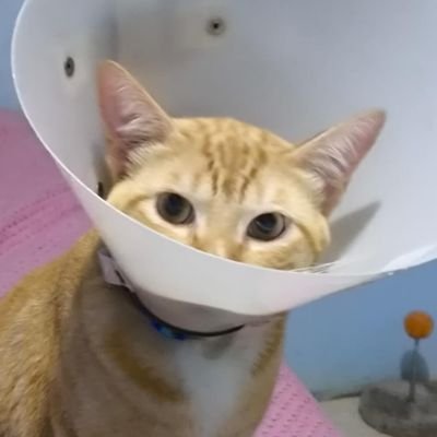perfil dedicado a gatinhos e peitos's profile picture