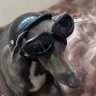 鈴's profile picture