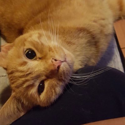 exbookiekiller's profile picture
