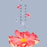 Фото профиля さふらん菜