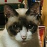 ハミねずみ profil fotoğrafı