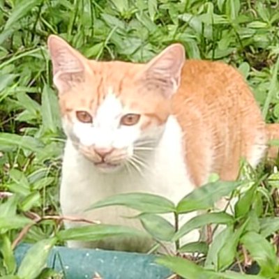 吃饭(づ ●─● )づ's profile picture