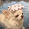 obby's profile picture