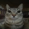 Chal ne have chapli profil fotoğrafı