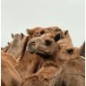 Фото профиля Abdulrahman, PhD | Attorney