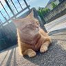 Hide Moko profil fotoğrafı