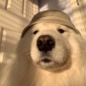 Фото профиля Perro con gorro IV