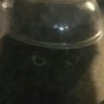 wooden's profile picture
