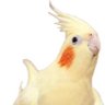 seytan tangosu profil fotoğrafı