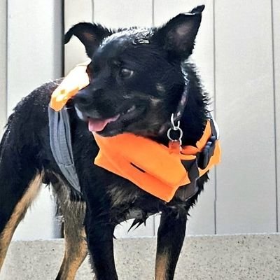 CanadianBlackBear🇨🇦 (CanadianPenny🌈)'s profile picture