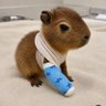 Фото профиля エントロピー