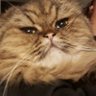 Canadian Kneazle's profile picture