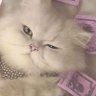 Profilbild von Flo