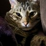aedanbi's profile picture