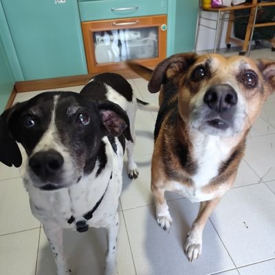 Jack🐕🌈💔 & Timos 🐕💙's profile picture