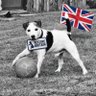 English Peasant🇬🇧's profile picture