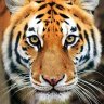 Tiger profil fotoฤrafฤฑ