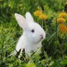 EddyRabbit 的头像