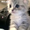 没错我就是很萌's profile picture