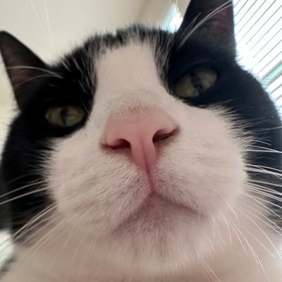 tylergottea's profile picture