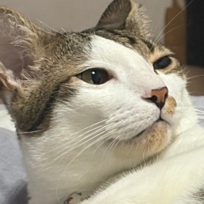 Barbozari's profile picture