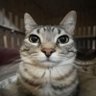 Profilbild von Bertin_ElChupaCoños