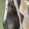 Фото профиля しおさい