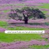 Profilbild von 🇴🇲🌹وما توفيقي إلا بالله🌹🇴🇲