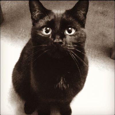 SuzJamieson's profile picture