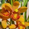 ceciliagarcia03 的头像
