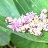 Фото профиля Helena Das Flores