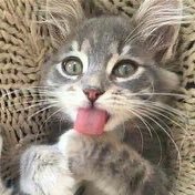 MaplePeache's profile picture
