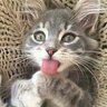 Profilbild von maple