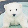 Profilbild von シロクマお姉さん
