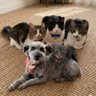 🌟くぅと次元とkeiとkayとLuluu🐕🦺🐈⬛🐈🐈🐈⬛🌟 profil fotoğrafı