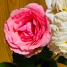 ジャスミン🌼JCP動画班🌾⚙️'s profile picture