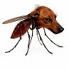 Apache profil fotoğrafı