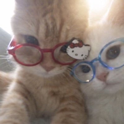 mschoimv's profile picture