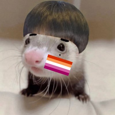 lesbian ferret @ govball tmrw's profile picture