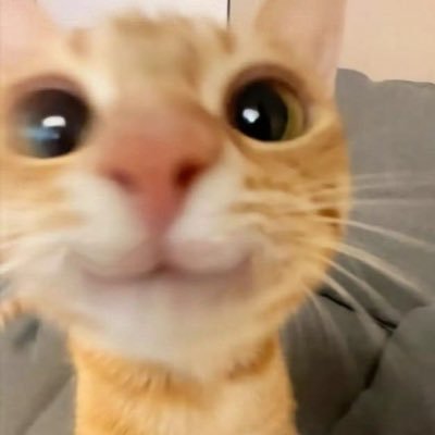 detsagrebbalf🪴's profile picture
