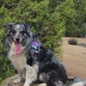 Rescue 2's profile picture