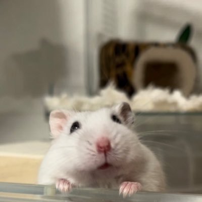 もっちゃんの秘密基地's profile picture